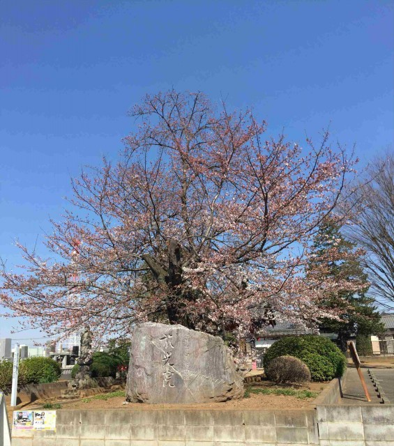 埼玉県上尾市 放光院様サクラ-