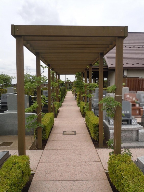 埼玉県の霊園 鴻巣霊園 夏を迎える準備完了 秋に植えたムベの実から芽が出ました 十年後⑥DSCN0780