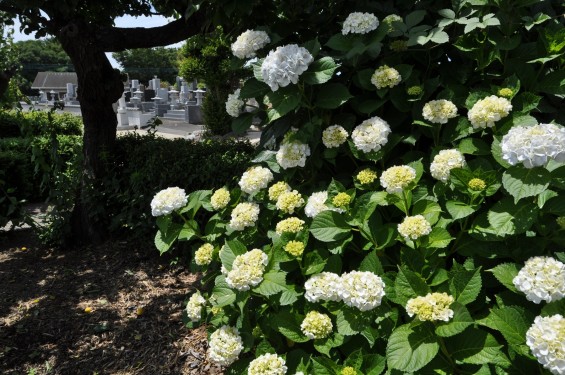 2015年6月 埼玉県久喜市六万部 香最寺のお墓と紫陽花DSC_1082