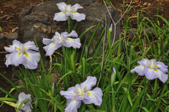 2015年6月 埼玉県鳩山町農村公園の湿生植物園 花菖蒲 ハナショウブDSC_1273