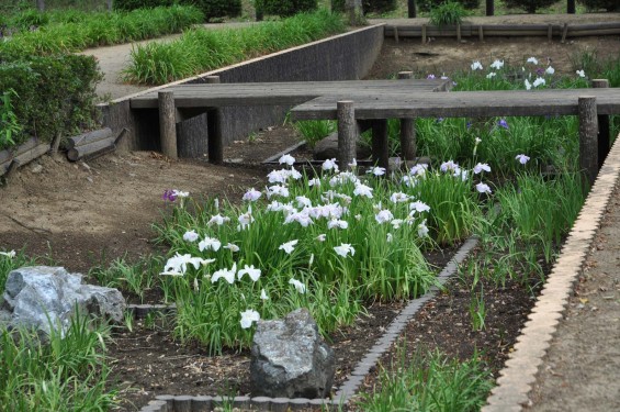 2015年6月 埼玉県鳩山町農村公園の湿生植物園 花菖蒲 ハナショウブDSC_1274