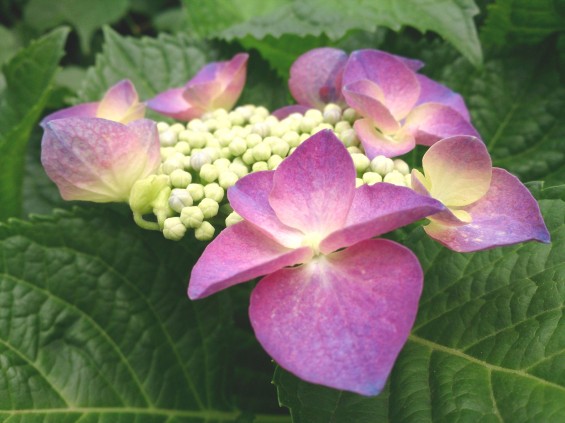 2015年6月2日 石材店の庭で紫陽花あじさい咲いたDSC_0180