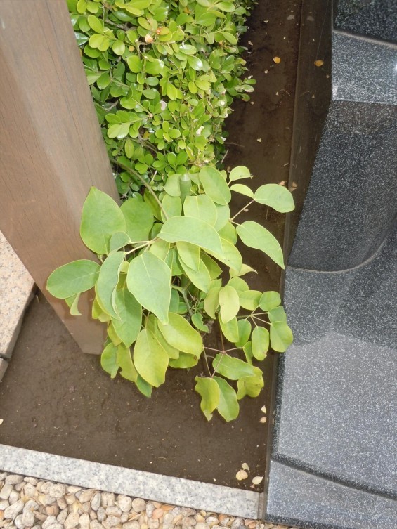 埼玉県の霊園 鴻巣霊園 夏を迎える準備完了 秋に植えたムベの実から芽が出ました 三年後③DSCN0769-