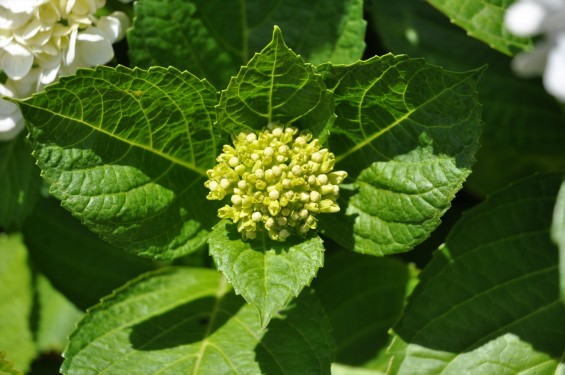 2015年6月 埼玉県久喜市六万部 香最寺の紫陽花DSC_1083