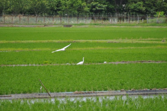 埼玉県久喜市 六万部 香最寺近くの田んぼの白鷺DSC_1001