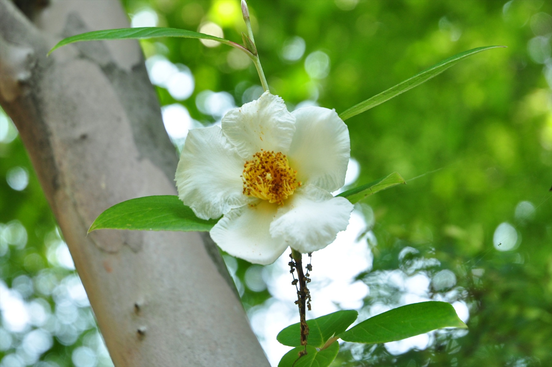 埼玉県伊奈町の法光寺 沙羅の木の白い花 霊園とお墓のはなし