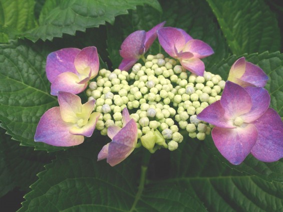 2015年6月2日 石材店の庭で紫陽花あじさい咲いたDSC_0176