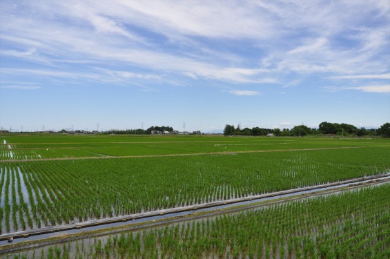 埼玉県久喜市 六万部 香最寺近くの田んぼの白鷺DSC_1163