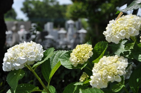 2015年6月 埼玉県久喜市六万部 香最寺のお墓と紫陽花DSC_1081