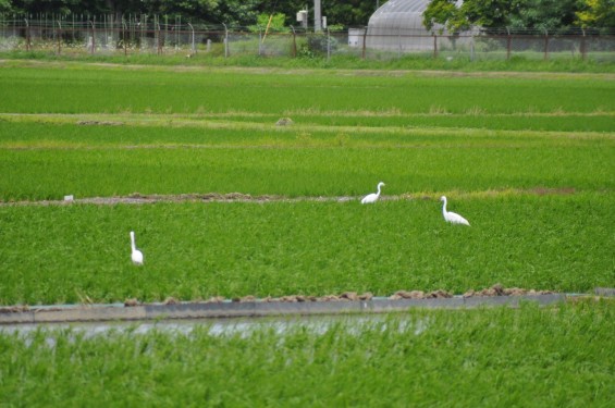 埼玉県久喜市 六万部 香最寺近くの田んぼの白鷺DSC_1034