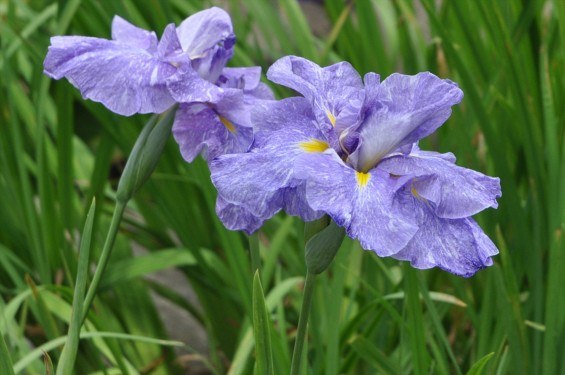 2015年6月 埼玉県鳩山町農村公園の湿生植物園 花菖蒲 ハナショウブDSC_1264-