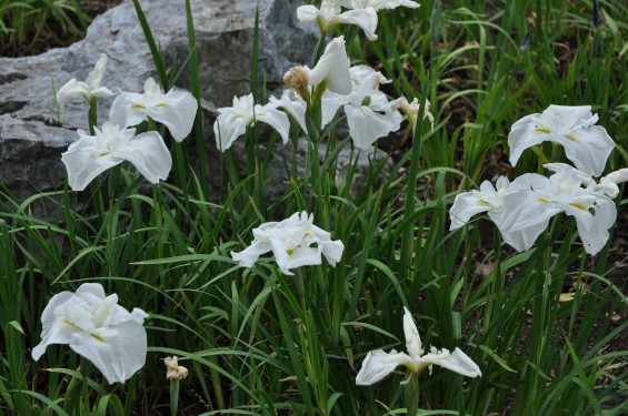 2015年6月 埼玉県鳩山町農村公園の湿生植物園 花菖蒲 ハナショウブDSC_1262