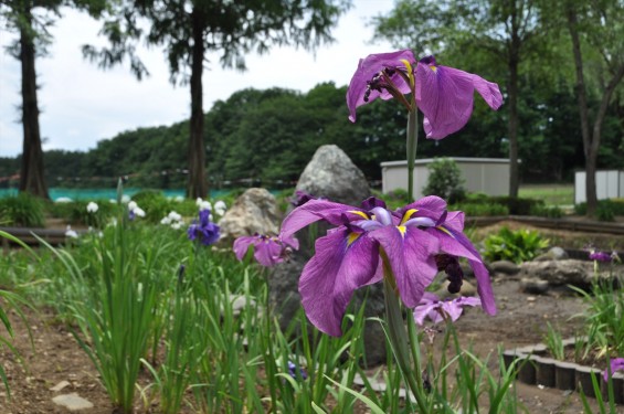 2015年6月 埼玉県鳩山町農村公園の湿生植物園 花菖蒲 ハナショウブDSC_1269