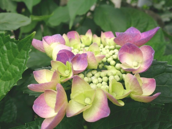 2015年6月2日 石材店の庭で紫陽花あじさい咲いたDSC_0177