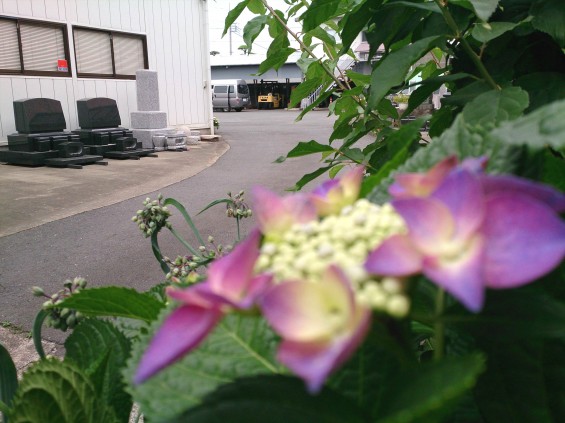 2015年6月2日 石材店の庭で紫陽花あじさい咲いたDSC_0184 (2)