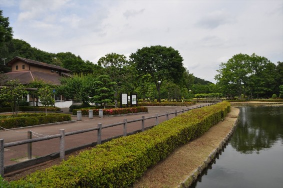 2015年6月 埼玉県鳩山町農村公園の湿生植物園