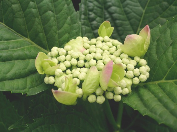 2015年6月2日 石材店の庭で紫陽花あじさい咲いたDSC_0183