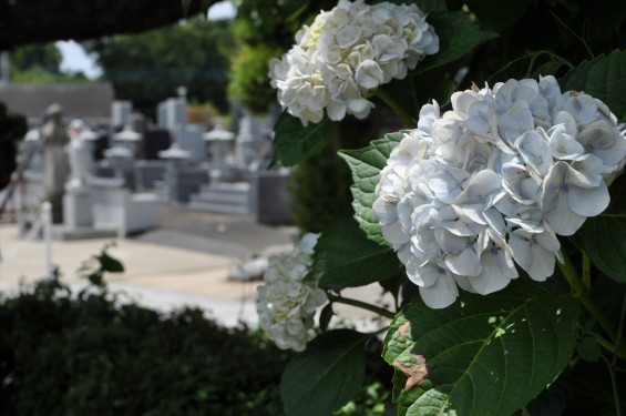 2015年6月 埼玉県久喜市六万部 香最寺のお墓と紫陽花DSC_1079