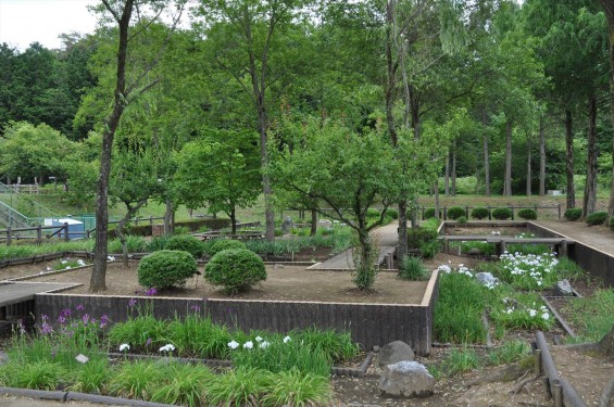2015年6月 埼玉県鳩山町農村公園の湿生植物園 花菖蒲 ハナショウブDSC_1258