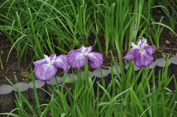 2015年6月 埼玉県鳩山町農村公園の湿生植物園 花菖蒲 ハナショウブDSC_1266