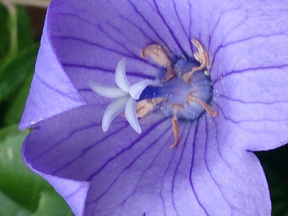 2015年7月 桔梗の花 白 紫 墓石 雌花期 雌蕊開くDSC_0195