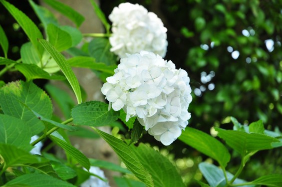 埼玉県伊奈町 法光寺の紫陽花 あじさいDSC_1586