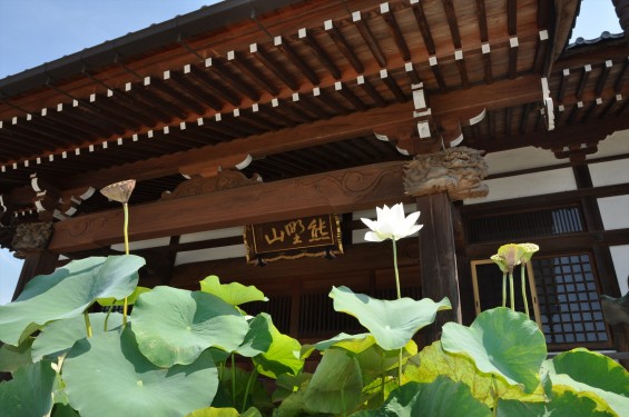 2015年7月 埼玉県久喜市 寺院 東明寺 蓮の花DSC_2459