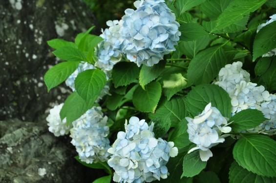 埼玉県伊奈町 法光寺の紫陽花 あじさいDSC_1584