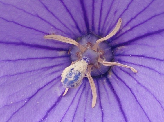 2015年7月 桔梗の花 白 紫 墓石DSC_0200