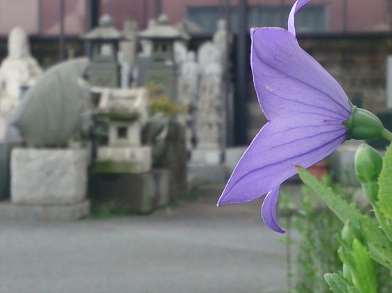 2015年7月 桔梗の花 白 紫 墓石DSC_0201