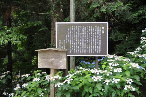 2015年6月 埼玉県東松山市 岩殿観音正法寺 DSC_1429 あじさい 上田朝直 制札 高札