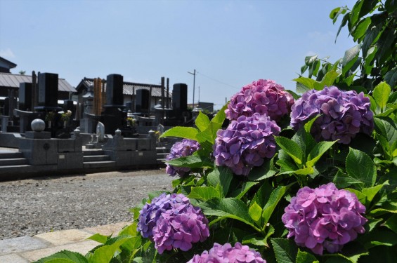 埼玉県伊奈町 法光寺の紫陽花 あじさい 墓DSC_1612