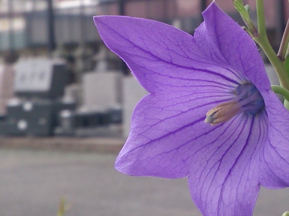 2015年7月 桔梗の花 白 紫 墓石DSC_0202