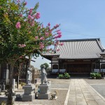 2015年7月 埼玉県久喜市 寺院 東明寺 本堂 サルスベリDSC_2475