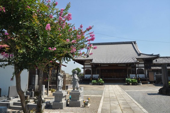 2015年7月 埼玉県久喜市 寺院 東明寺 本堂 サルスベリDSC_2475