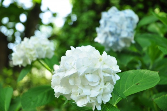 埼玉県伊奈町 法光寺の紫陽花 あじさいDSC_1588