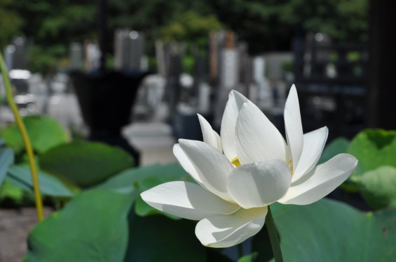 2015年7月 埼玉県久喜市 寺院 東明寺 蓮の花DSC_2462