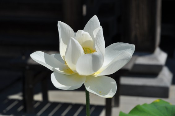 2015年7月 埼玉県久喜市 寺院 東明寺 蓮の花DSC_2458