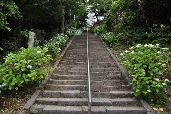 2015年6月 埼玉県東松山市 岩殿観音正法寺DSC_1433石段 あじさい