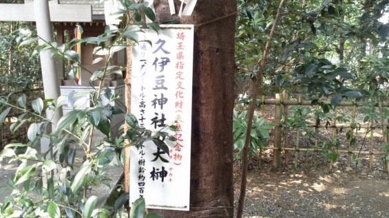 2015年7月 さいたま市岩槻区 久伊豆神社2015072614260000 久伊豆神社の大榊 埼玉県指定文化財 天然記念物