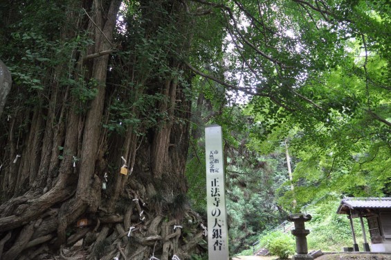 2015年6月 埼玉県東松山市 岩殿観音正法寺DSC_1404 大銀杏