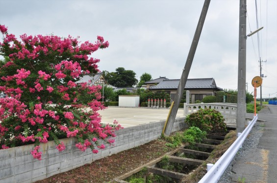 20150年8月 埼玉県久喜市 香最寺のさるすべりDSC_3061