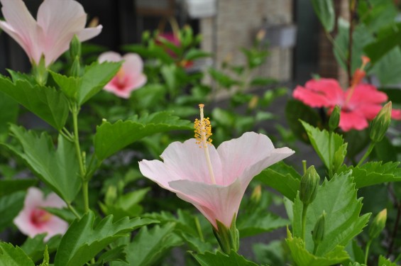 2015年7月 埼玉県 北本霊園のハイビスカスDSC_2539