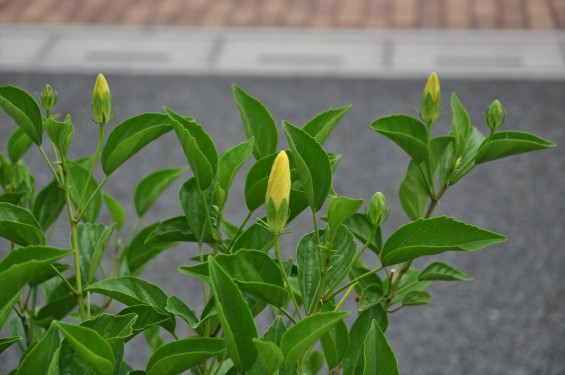 2015年7月 埼玉県 北本霊園のハイビスカスDSC_2593