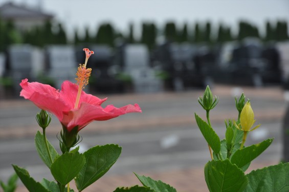 2015年7月 埼玉県 北本霊園のハイビスカスDSC_2589