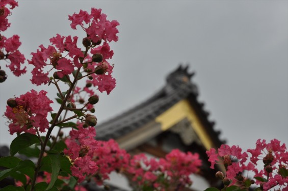 20150年8月 埼玉県久喜市 香最寺のさるすべりDSC_3047