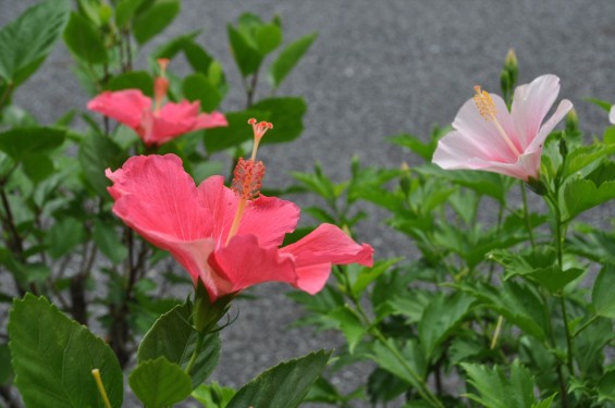 2015年7月 埼玉県 北本霊園のハイビスカスDSC_2591