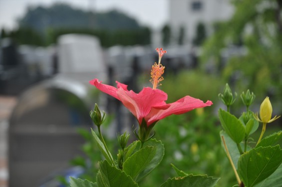 2015年7月 埼玉県 北本霊園のハイビスカスDSC_2587