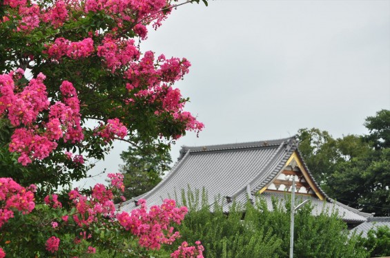 20150年8月 埼玉県久喜市 香最寺のさるすべりDSC_3063