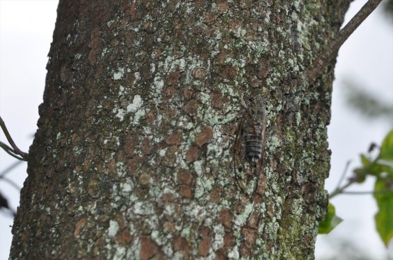 2015年9月15日 埼玉県伊奈町 法光寺のツクツクボウシ 蝉 セミ 法師 オーシーツクツクDSC_3769-